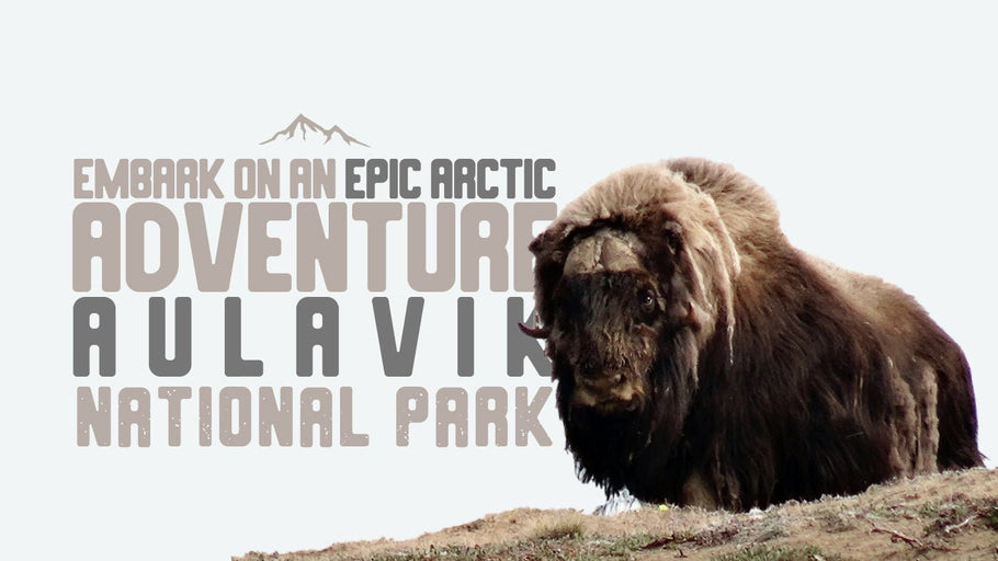 Embark on an Epic Arctic Adventure to Aulavik National Park