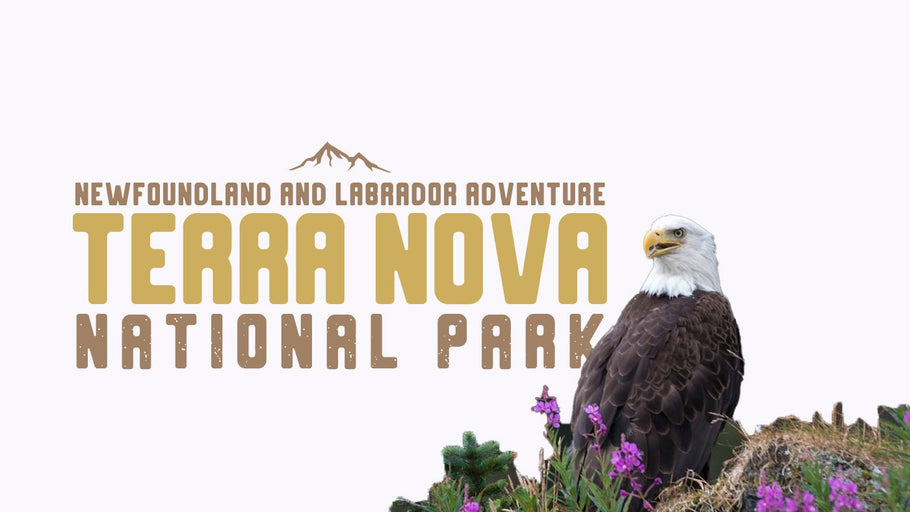 Terra Nova National Park: A Newfoundland and Labrador Adventure