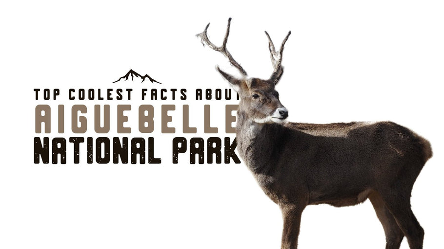 The Coolest Facts about Aiguebelle National Park