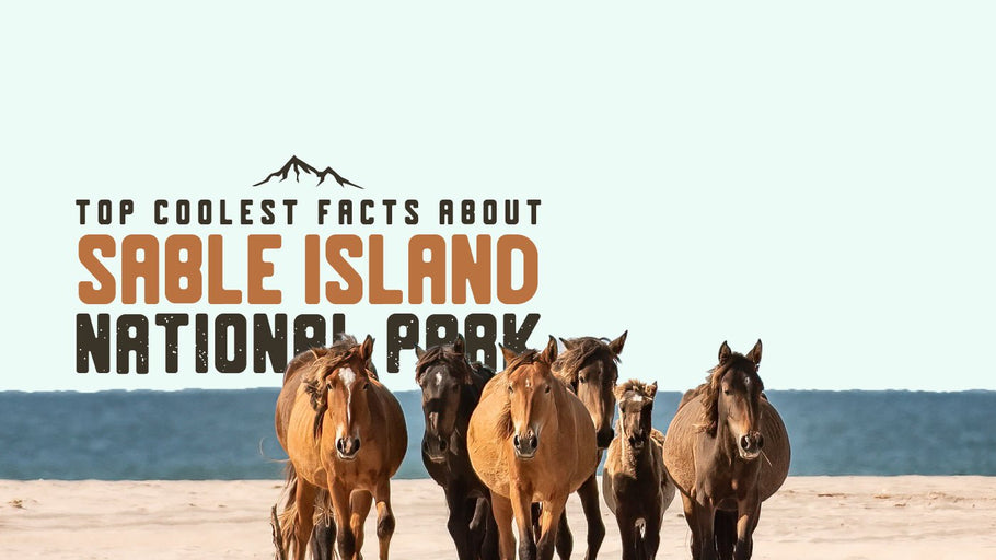 The Coolest Facts about Sable Island National Park