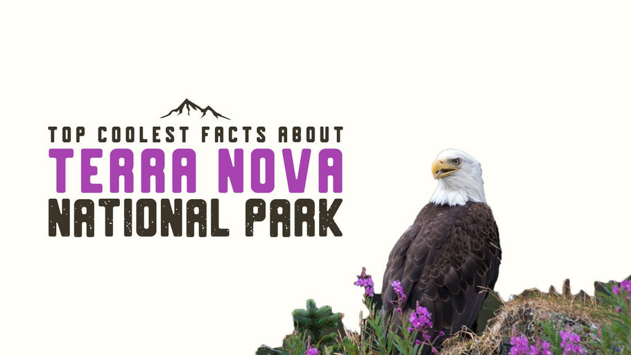 The Coolest Facts about Terra Nova National Park