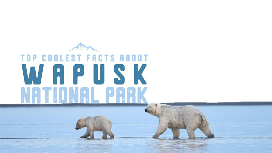 Les faits les plus intéressants sur le parc national Wapusk