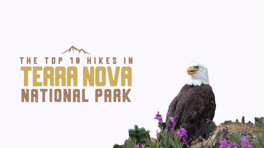 The Top 10 Hikes in Terra Nova National Park