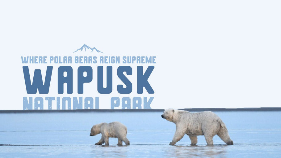 Wapusk National Park: Where Polar Bears Reign Supreme